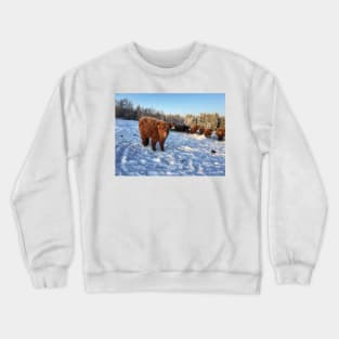 Scottish Highland Cattle Calf 1651 Crewneck Sweatshirt